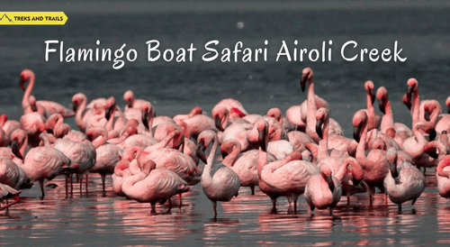 Flamingo boat safari Airoli creek - Treks and Trails